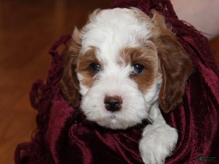 Cavapoo dogs Noel - F1B Cavapoo Female - Ad 20