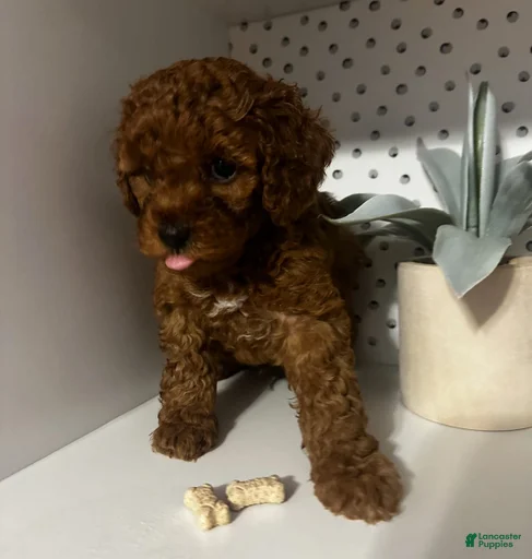 Gallery Image {{count}}