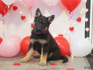 German Shepherd dogs Maverick - Ad 12