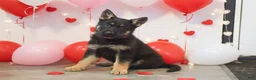 German Shepherd dogs for sale: Maverick - Ad 6