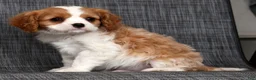 Cavalier King Charles Spaniel dogs for sale: Mason - Ad 8