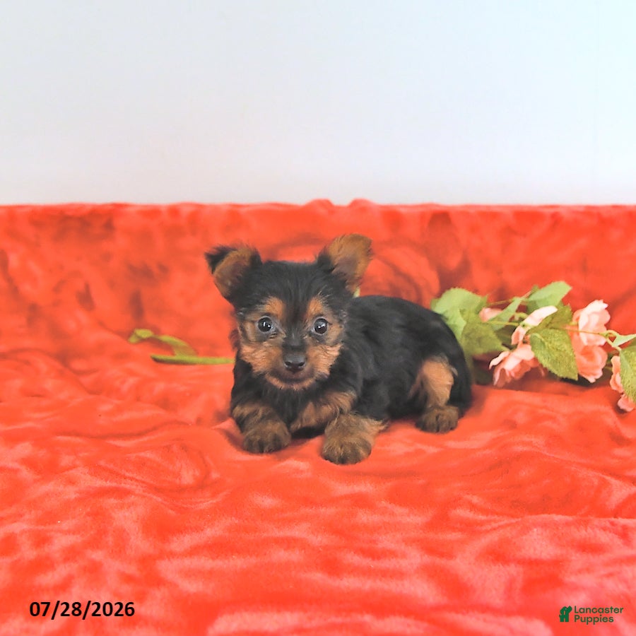 Yorkshire Terrier dogs Tilly   EXTRA SMALL - Ad 2