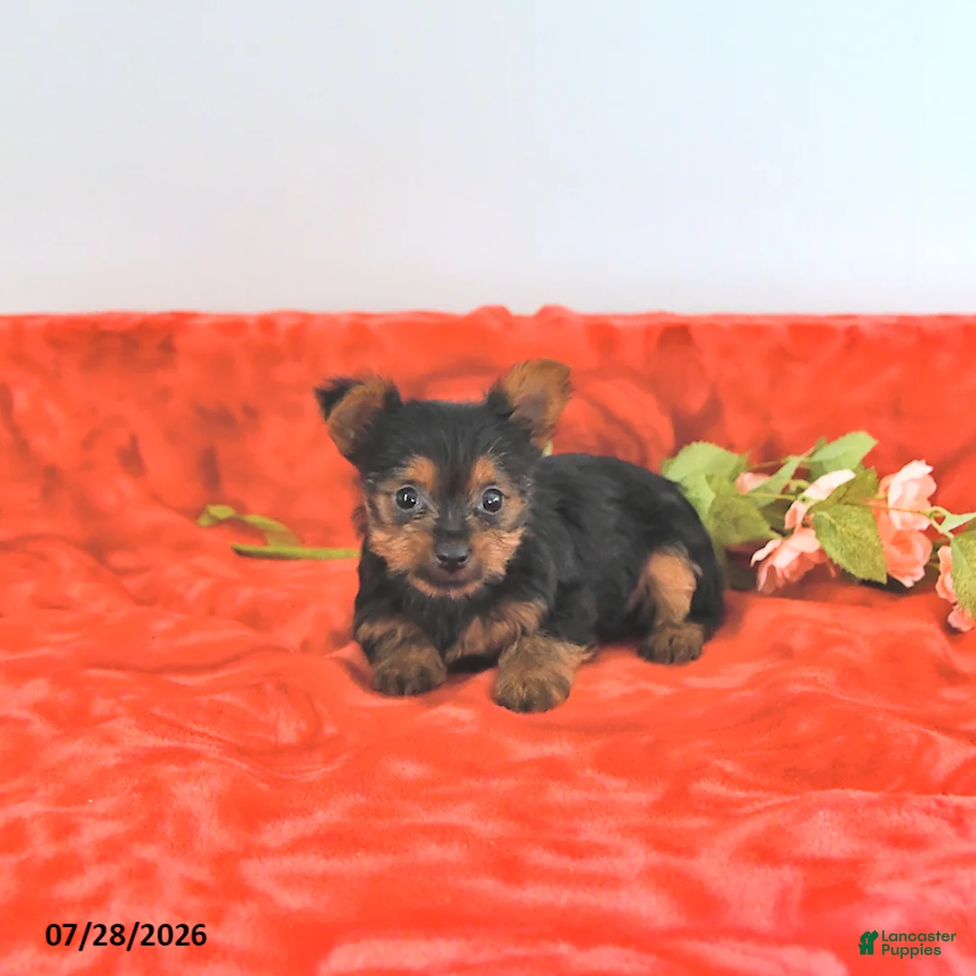 Yorkshire Terrier dogs for sale: Tilly   EXTRA SMALL - Ad 2