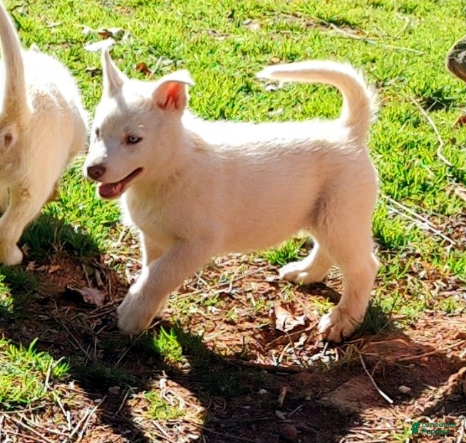 Siberian Husky dogs Siberian Husky Puppy 2 - Ad 1