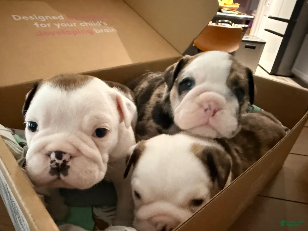 English Bulldog dogs for sale: Charlotte - Ad 2