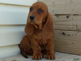 Basset Hound dogs - Ad 15