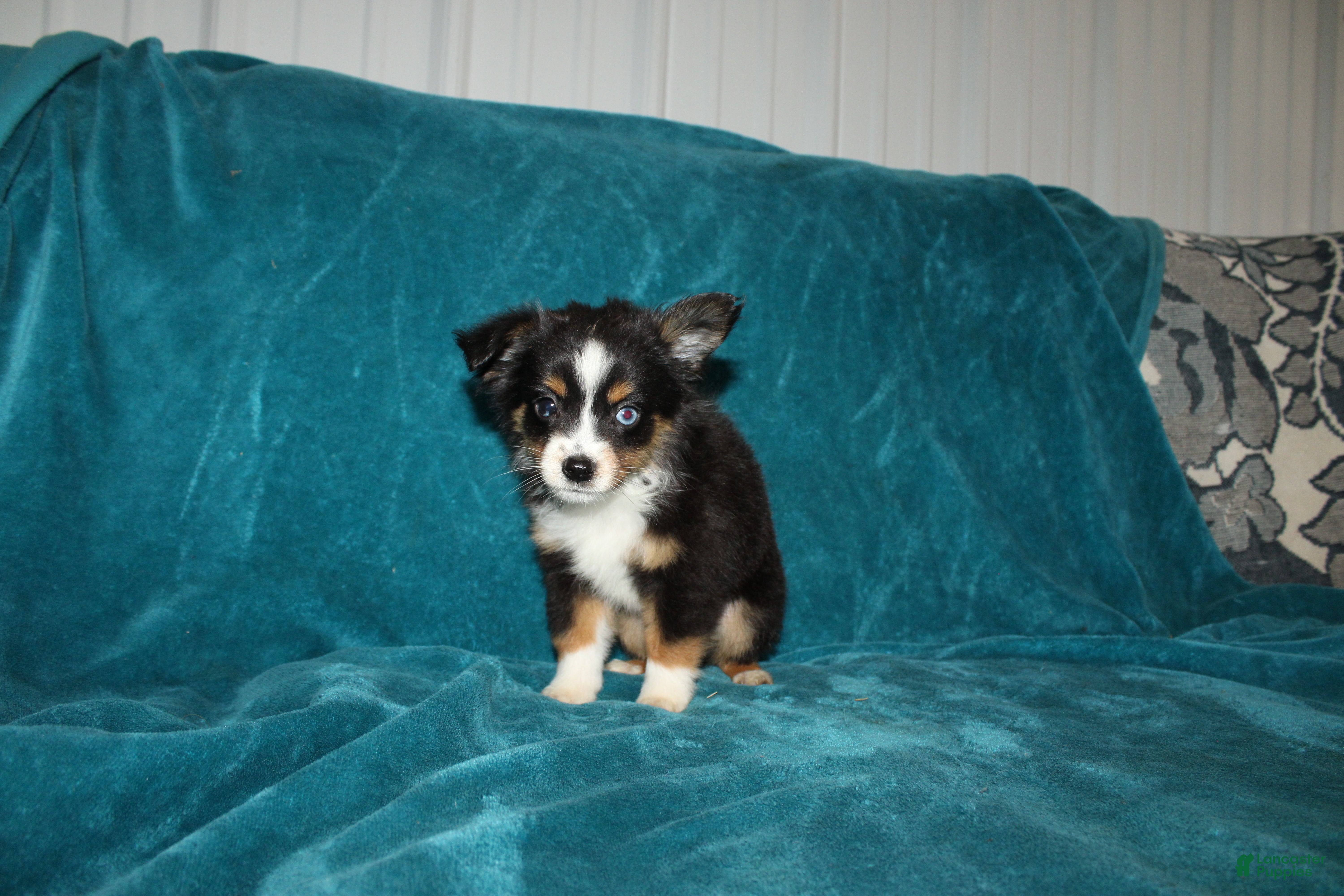 Miniature Australian Shepherd dogs for sale: Sparky - Ad 5