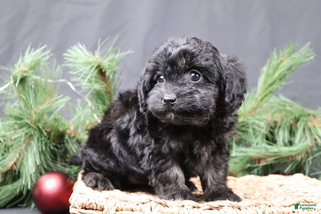Cavapoo dogs for sale: Nel - Ad 5