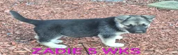 German Shepherd dogs for sale: Zena - Ad 10