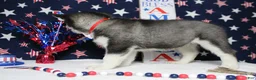 Siberian Husky dogs for sale: Storm  - Ad 7