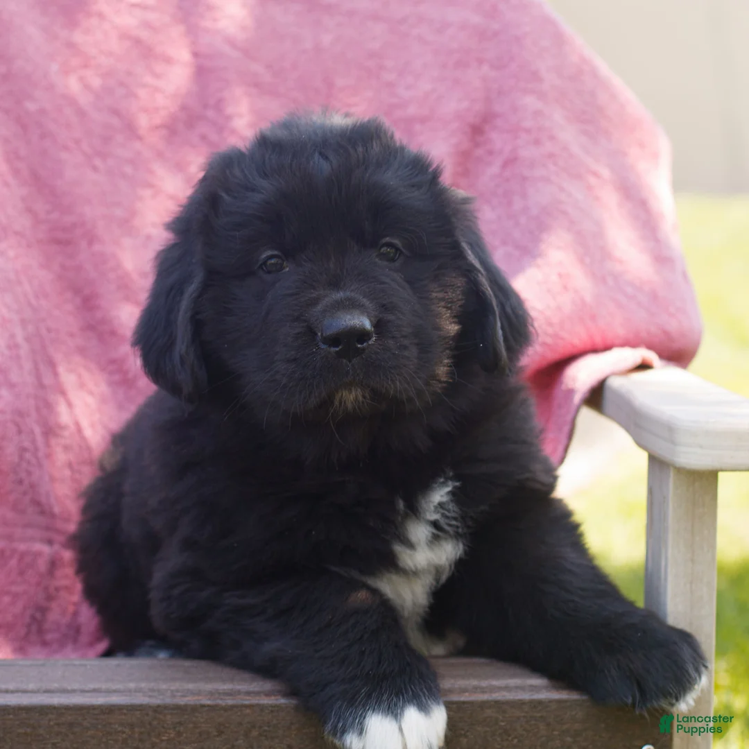 Newfoundland dogs for sale: Trista  - Ad 2
