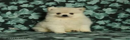 Pomeranian dogs for sale: Darling - Ad 5