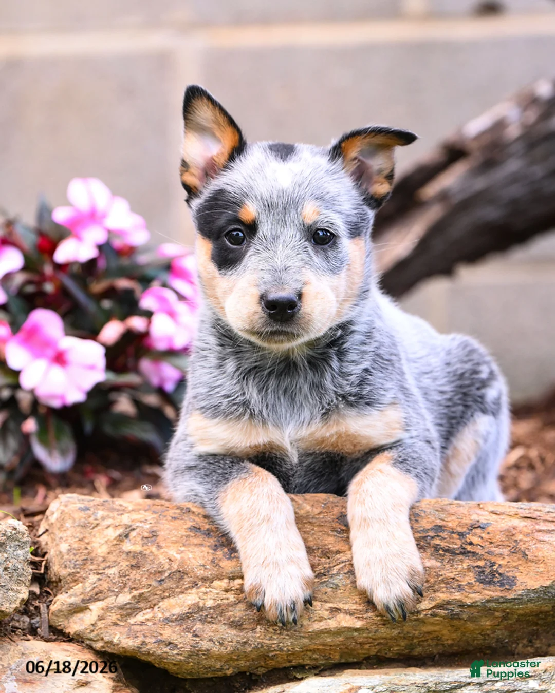 Australian Cattle Dog dogs for sale: Ashley - Ad 2