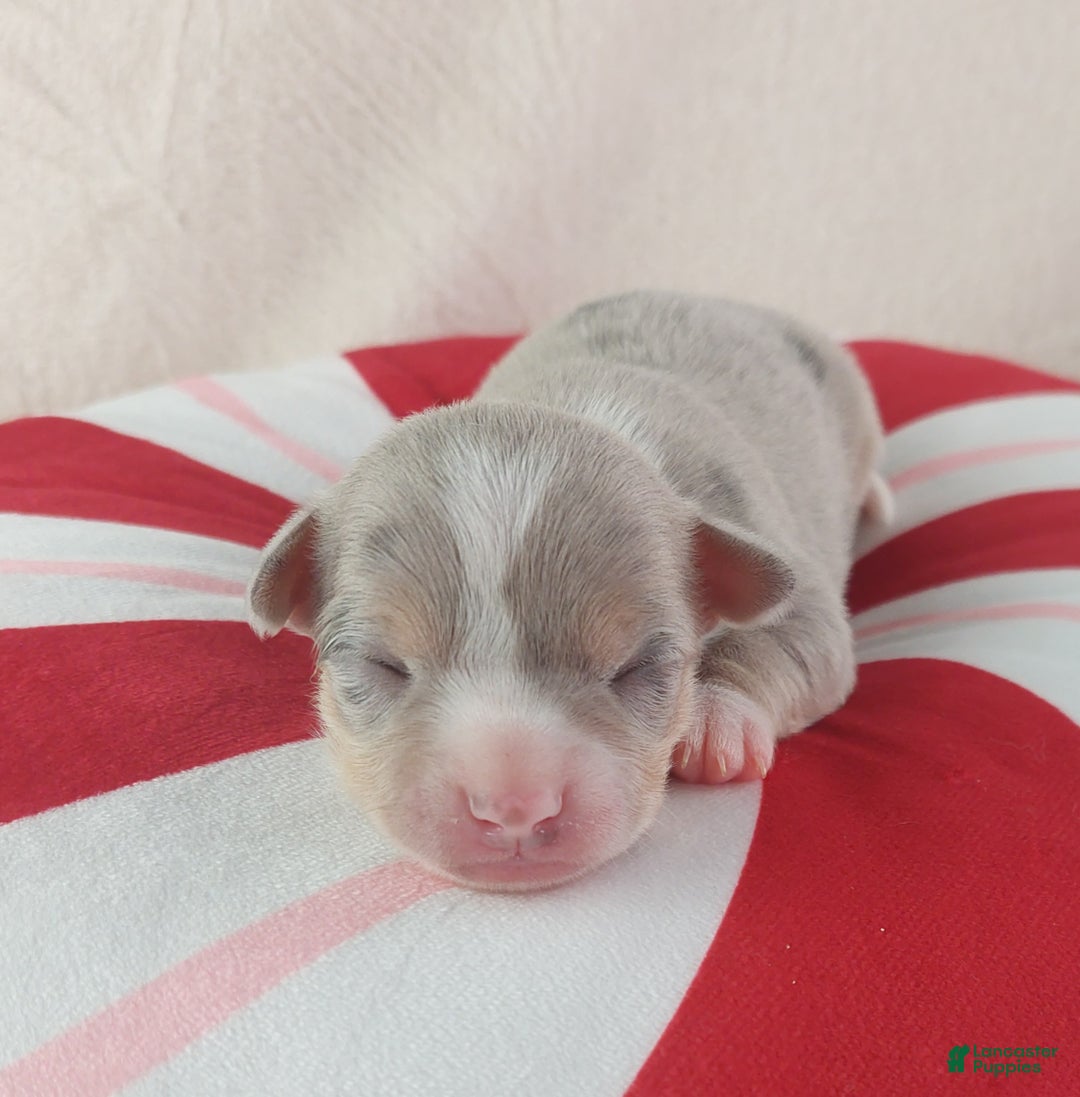 Chihuahua dogs for sale: Pixel - Ad 14