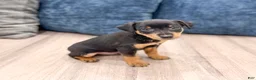 Miniature Pinscher dogs for sale: Keiser - Ad 3