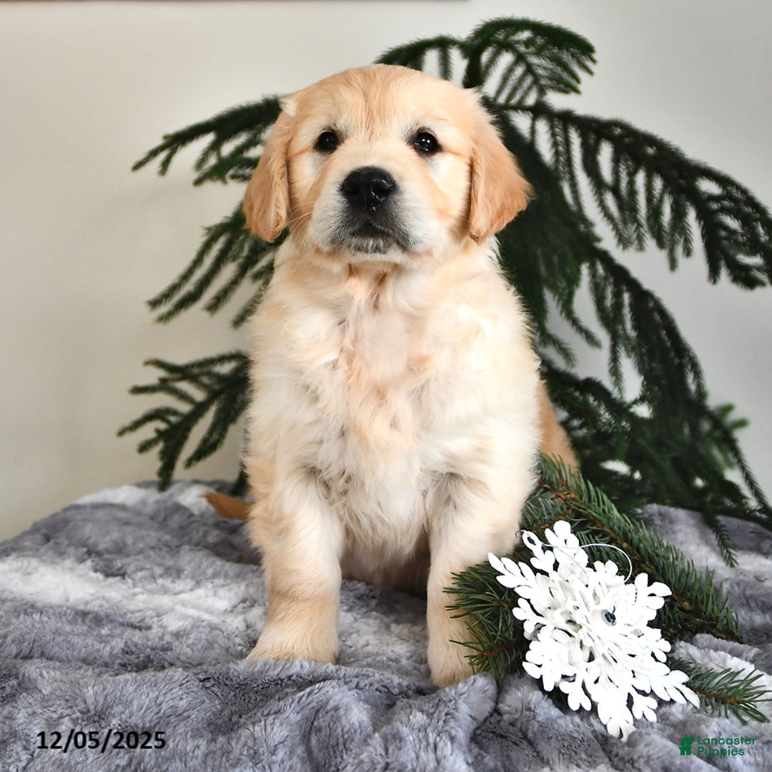 Golden Retriever dogs for sale: Wanda - Ad 1
