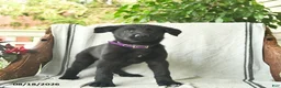 German Shepherd dogs for sale: Ginger  - Ad 4