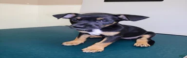 Matilda 