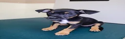 Mixed Breed dogs for sale: Matilda  - Ad 1
