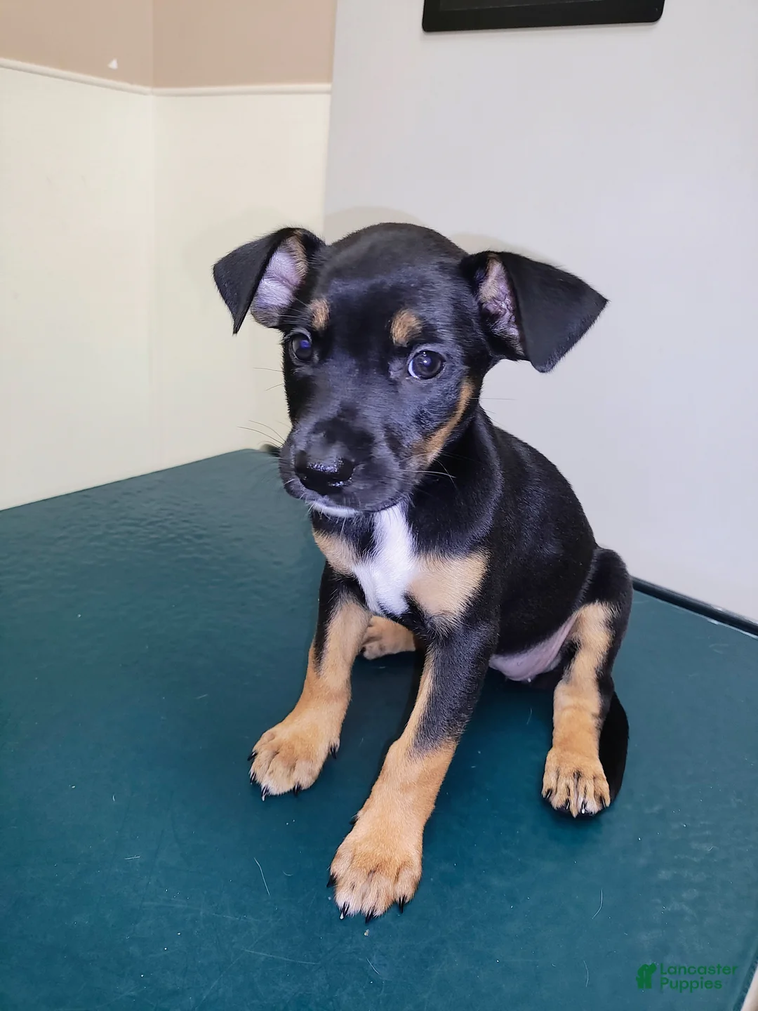Mixed Breed dogs for sale: Matilda  - Ad 1