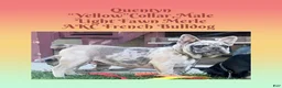 French Bulldog dogs for sale: Quentyn “Yellow” Collar, Male - Ad 4