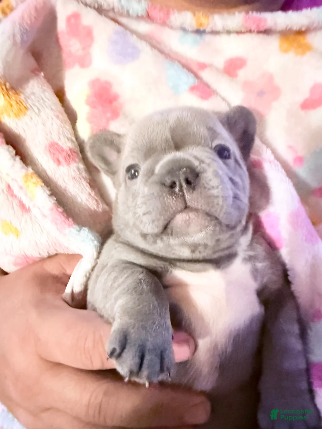 French Bulldog dogs for sale: French Bulldog 3 ****ON HOLD***^ - Ad 2