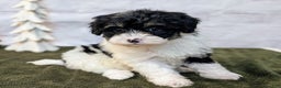 Bernedoodle dogs for sale: Twinkle - Ad 3