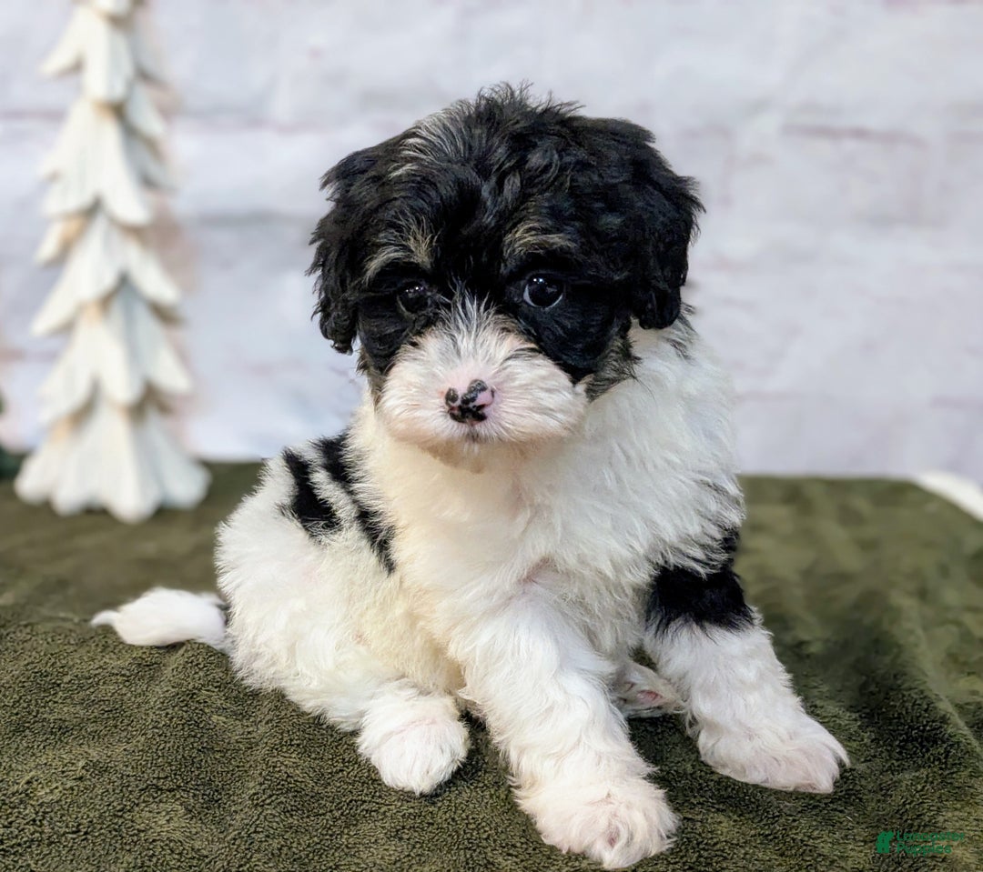 Bernedoodle dogs for sale: Twinkle - Ad 3