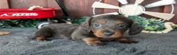 Miniature Dachshund dogs for sale: Ben - Ad 3