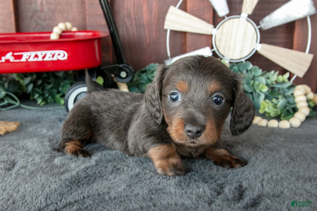 Miniature Dachshund dogs for sale: Ben - Ad 3