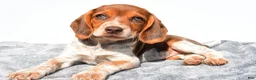 Beagle dogs for sale: Marie - Ad 4