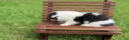 Mixed Breed dogs for sale: Mismark Girl - Ad 5