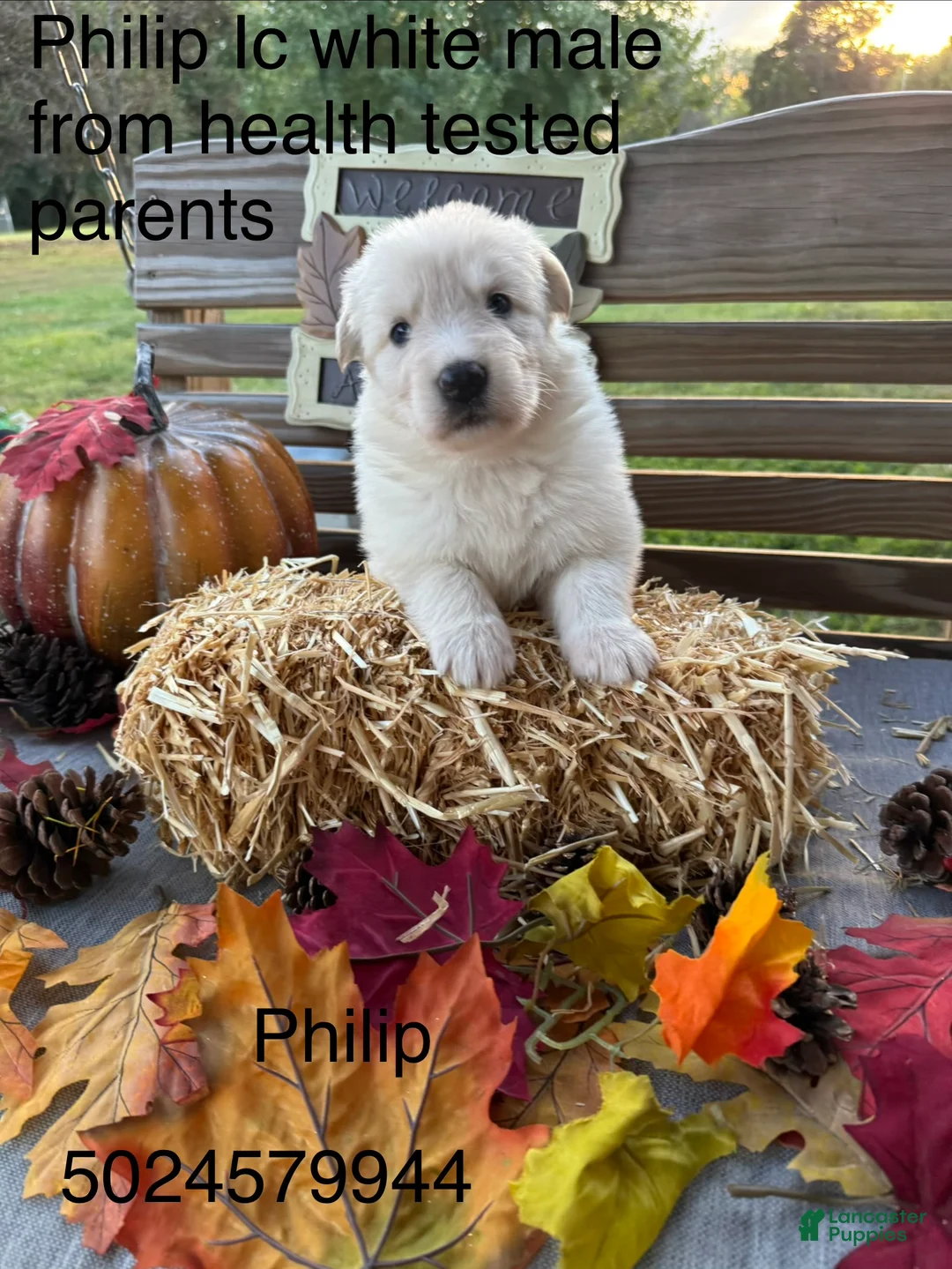 German Shepherd dogs for sale: Philip  - Ad 2