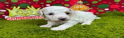 Toy Poodle dogs for sale: Toy Poodle Puppy 3 - Ad 1