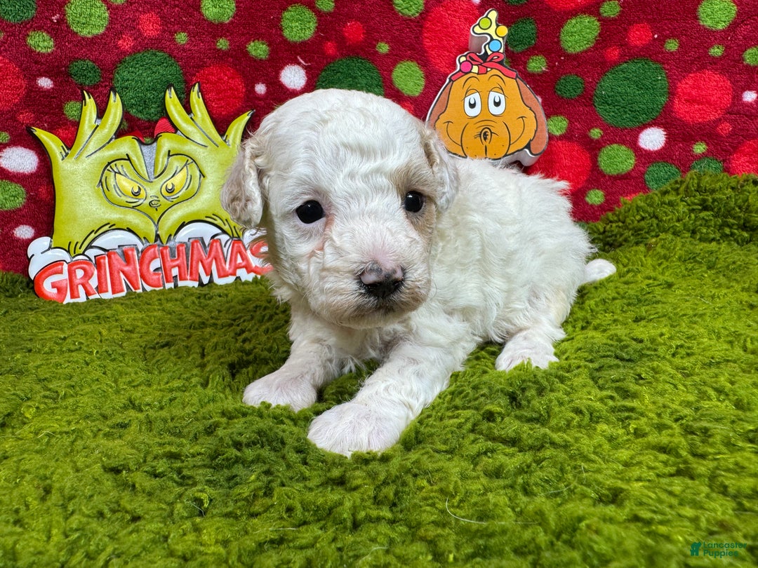 Toy Poodle dogs for sale: Toy Poodle Puppy 3 - Ad 1