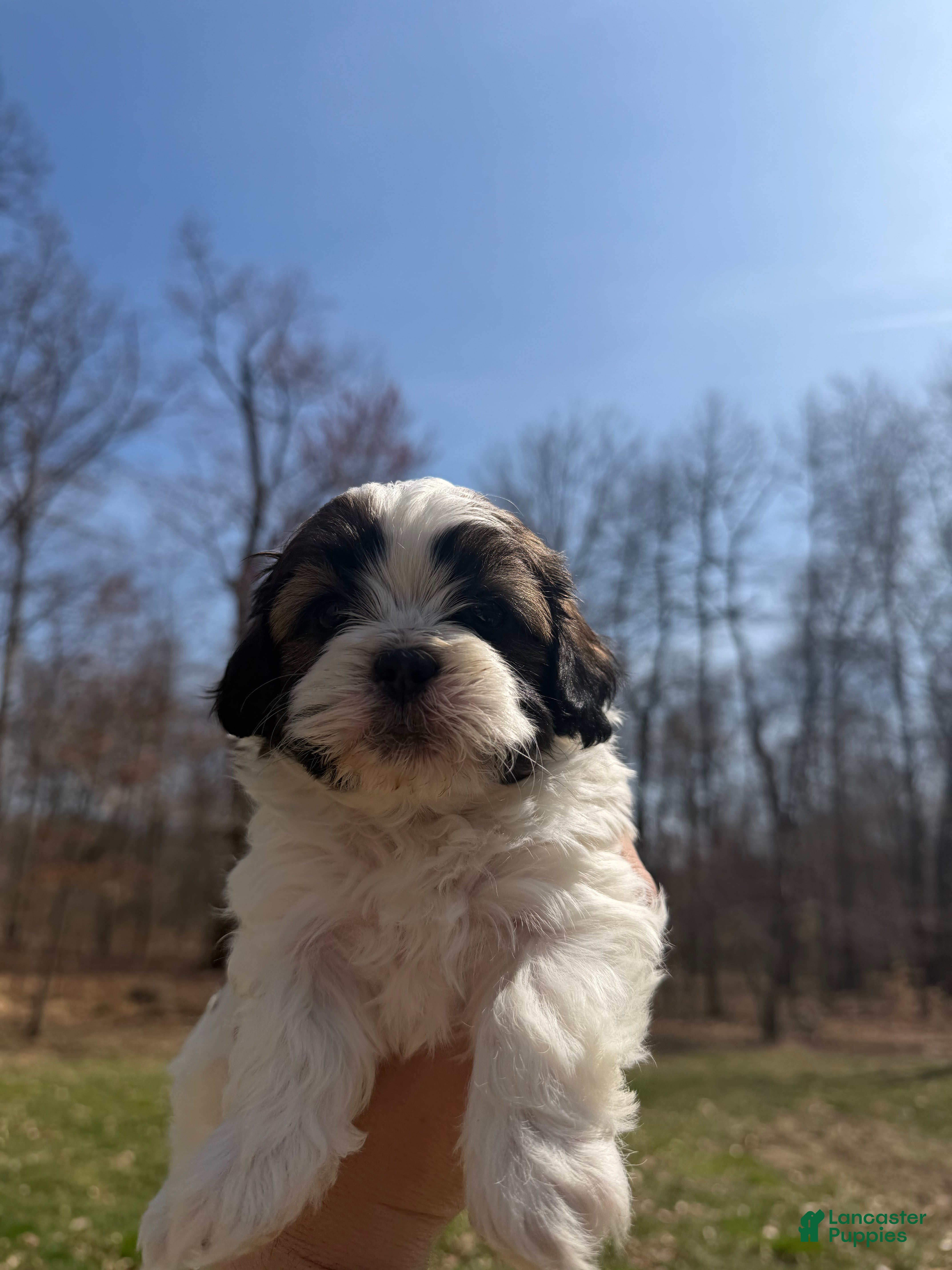Shih Tzu dogs Graham  - Ad 2
