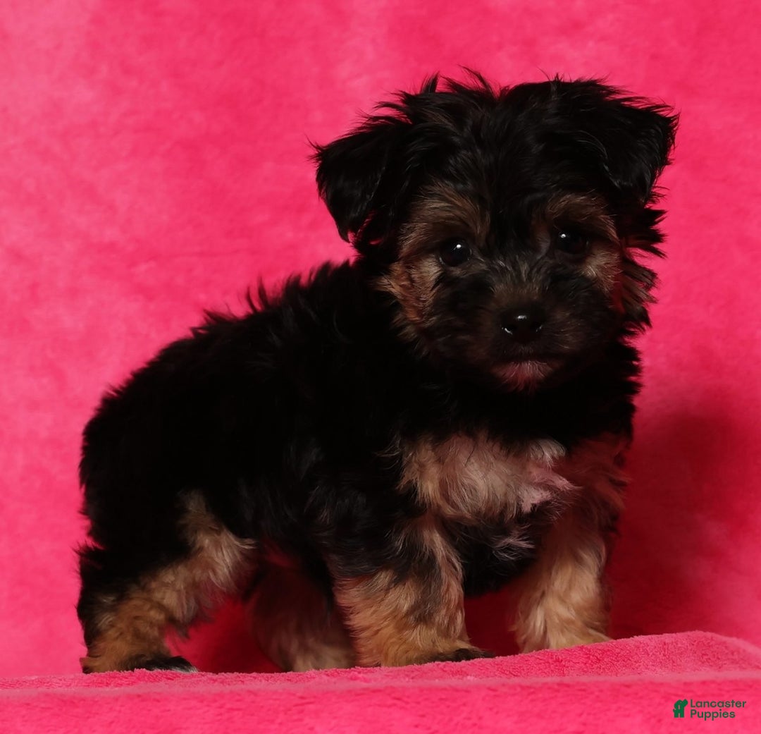 Yochon dogs for sale: Buddy - Ad 6