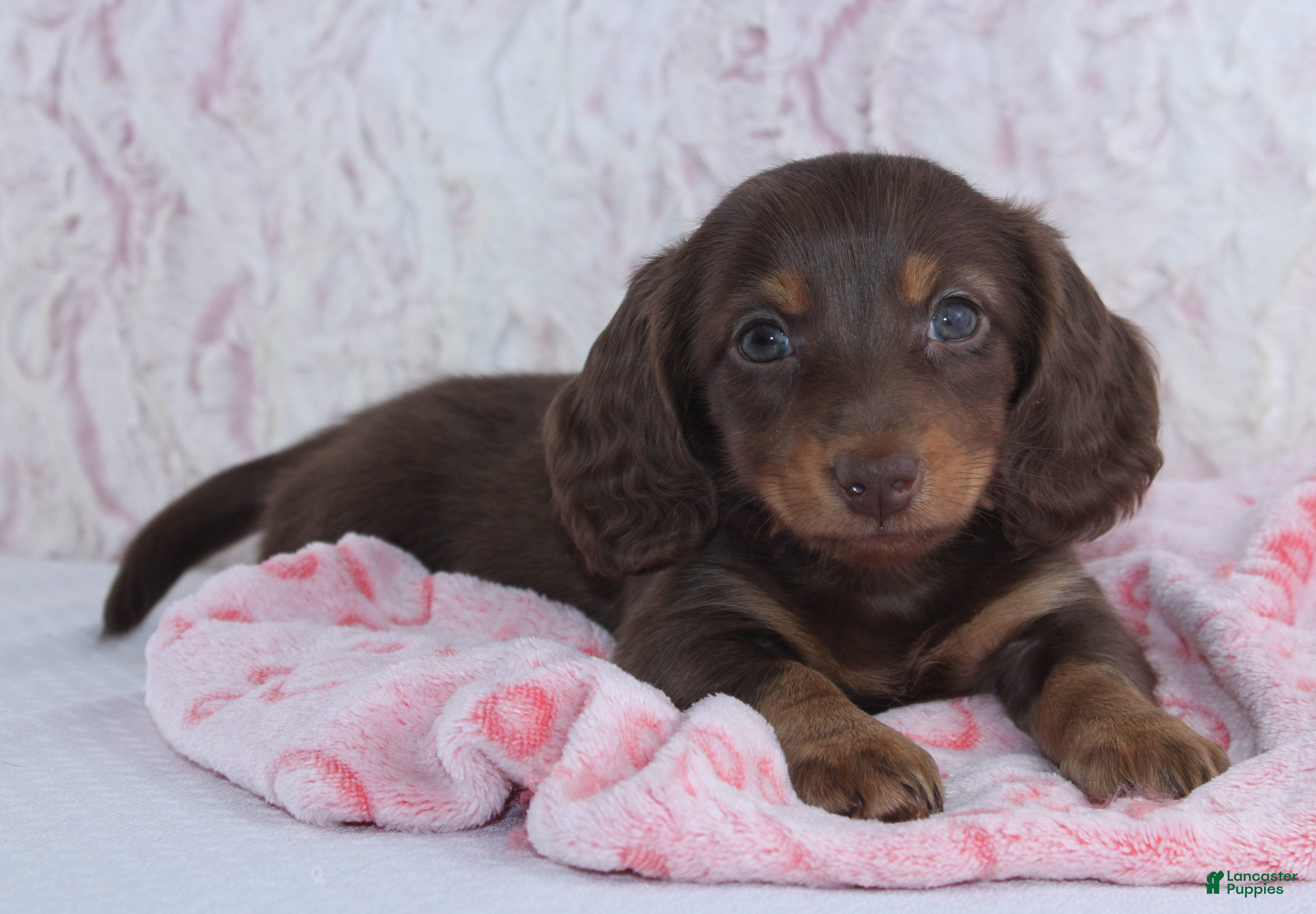 Miniature Dachshund dogs Danica - Ad 2