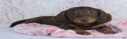 Miniature Dachshund dogs for sale: Danica - Ad 2