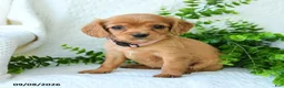 Miniature Golden Retriever dogs for sale: Alaina - Ad 1