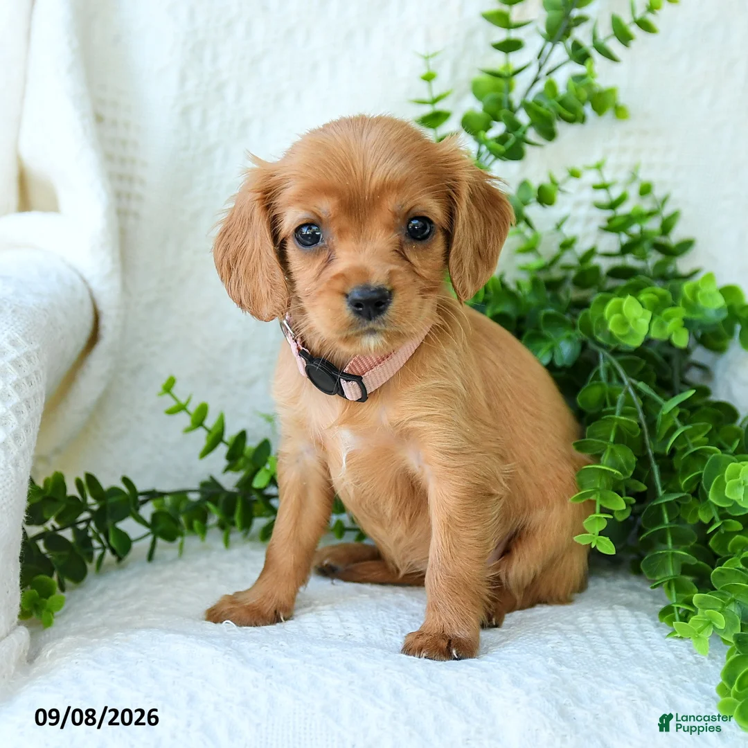 Miniature Golden Retriever dogs for sale: Alaina - Ad 1