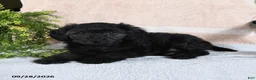 Mixed Breed dogs for sale: Licorice - Ad 2