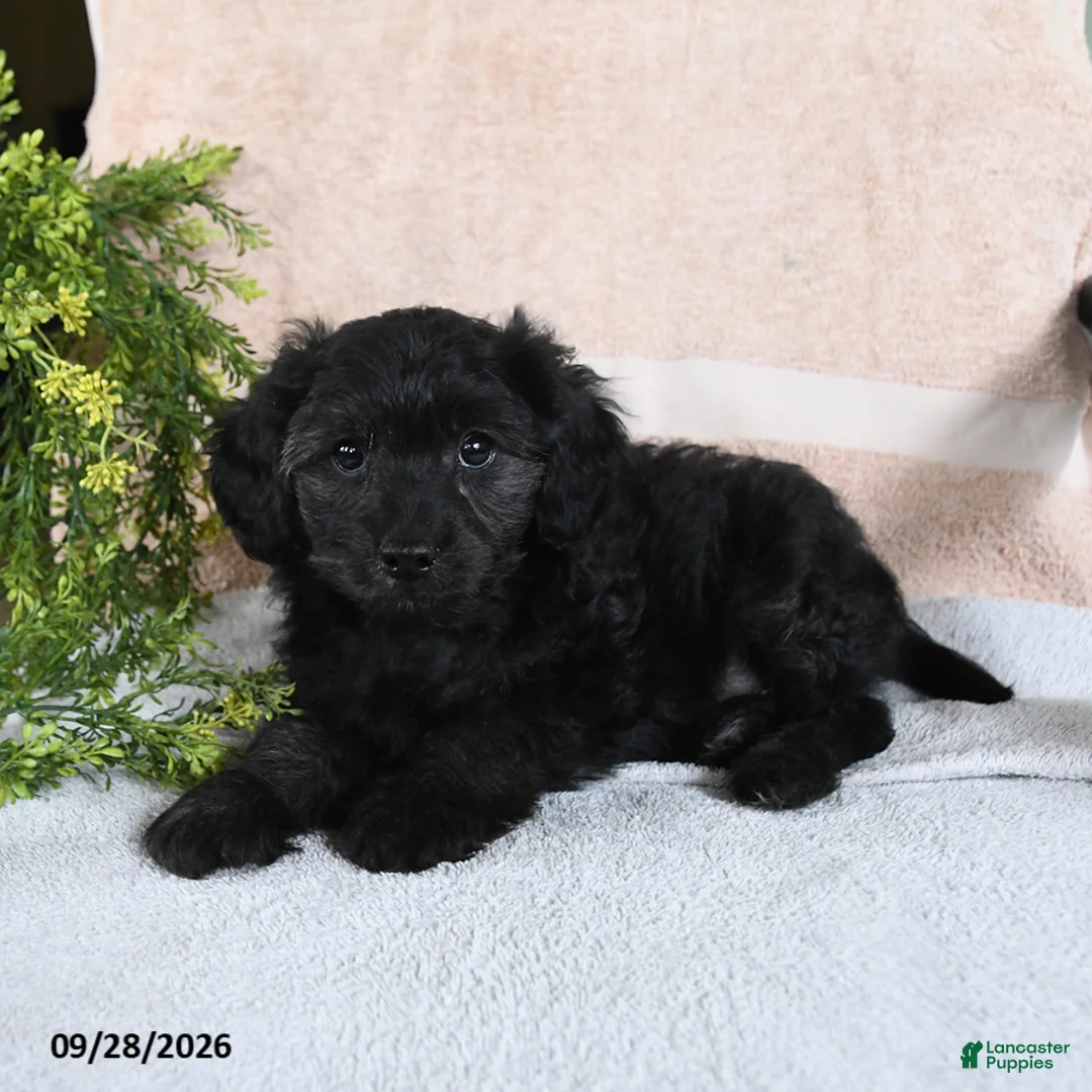 Mixed Breed dogs for sale: Licorice - Ad 2