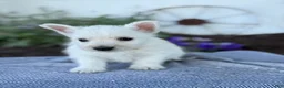 West Highland Terrier dogs for sale: Bandit - Ad 4