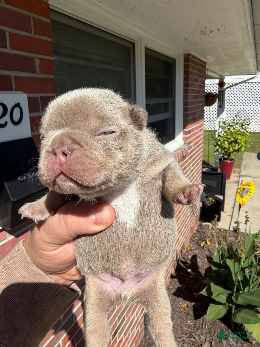 French Bulldog dogs for sale: French Bulldog 1 - Ad 1