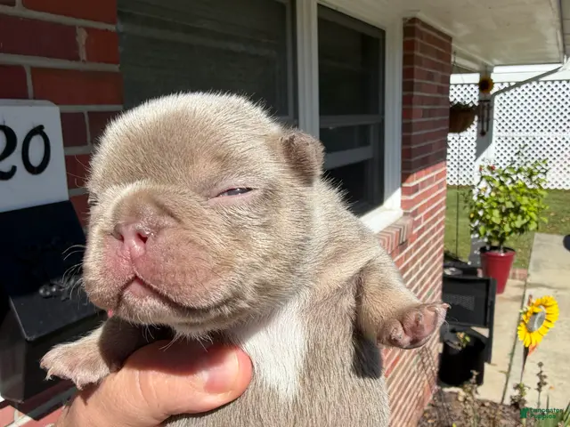 French Bulldog dogs for sale: Rocky - Ad 2