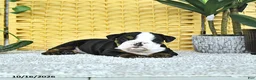 English Bulldog dogs for sale: Annie - Ad 3
