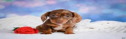 Miniature Dachshund dogs for sale: Molly - Ad 8