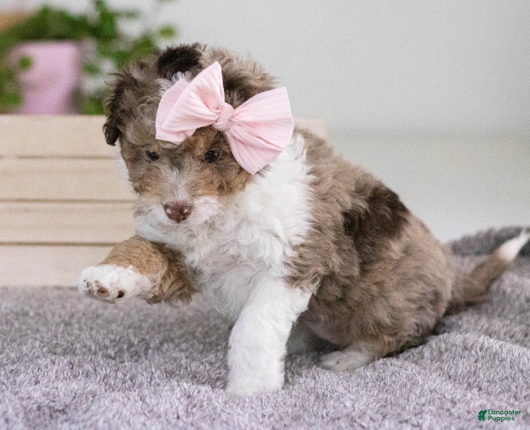 Mini Aussiedoodle dogs for sale: Sadie-petite size - Ad 2