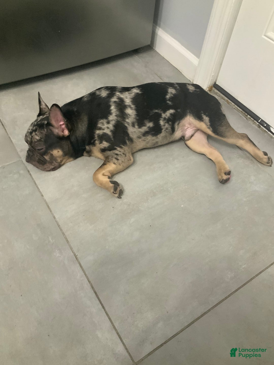 French Bulldog dogs for sale: Stirling - Ad 5